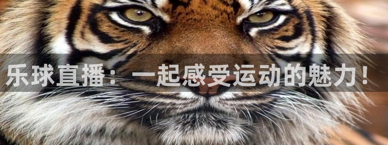 袋鼠直播体育：乐球直播：一起感受运动的魅力！